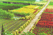 江都现代花木产业园